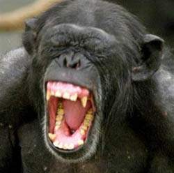 Öskrandi simpansi