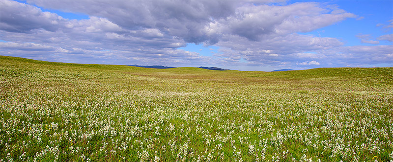 landslag